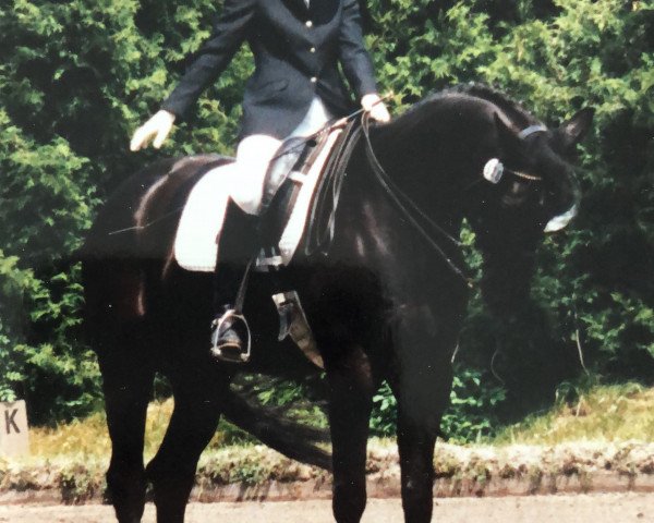 Pferd Regent 165 (Bayer, 1990, von Regen I) Pferd Regent 165 (Bayer, 1990, von Regen I)