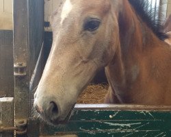 jumper Ascandro Ap (Zangersheide riding horse, 2017, from Asca Z)