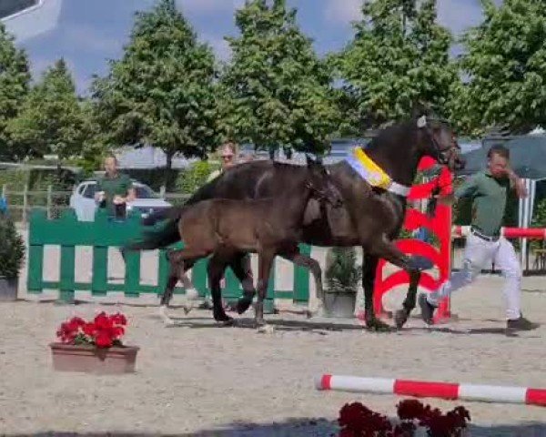 Video von Immenkönigin