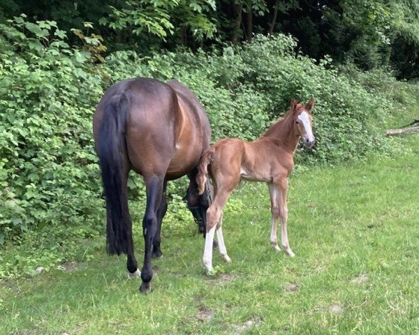 foal by Stute von Emerald van het Ruytershof / Nabab de Reve (Westphalian, 2025, from Emerald van 't Ruytershof)