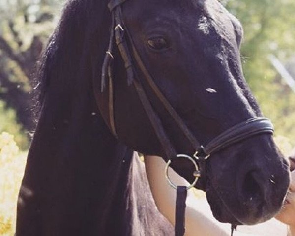 Pferd Rhythm of the night (Westfale, 2000, von Rubinstein I)