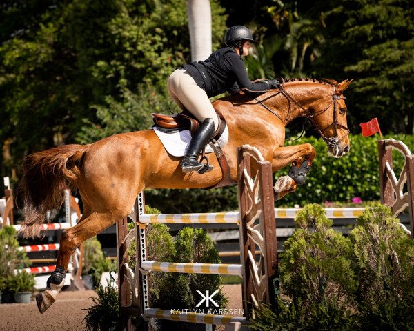 jumper Lovely Rosie (German Sport Horse, 2010, from Levistano)
