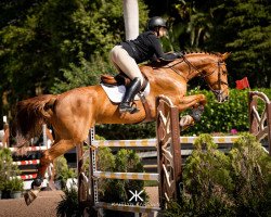 jumper Lovely Rosie (German Sport Horse, 2010, from Levistano)