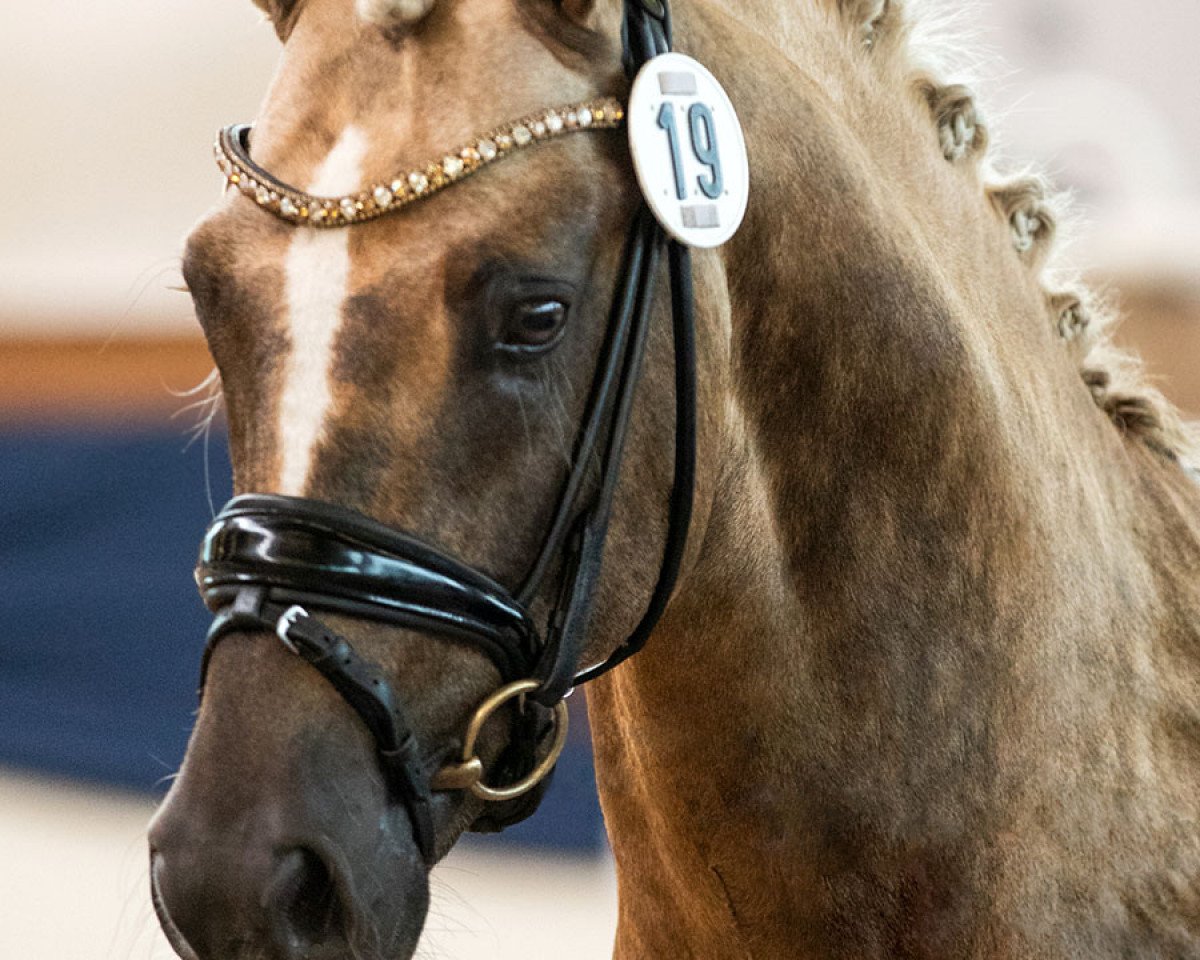 horse Diamonds Showtime (German Riding Pony, 2017, from Diamond Touch NRW)