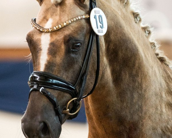 horse Diamonds Showtime (German Riding Pony, 2017, from Diamond Touch NRW)