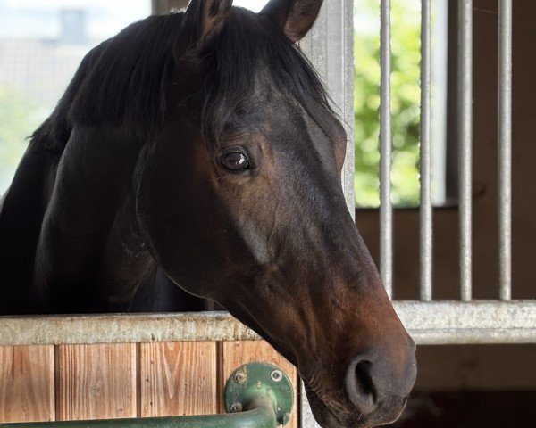 Pferd Filou 2240 (Deutsches Sportpferd, 2020, von Birkhof's Fair Game OLD)