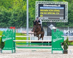 Springpferd I'm So Special CH (Schweizer Warmblut, 2016, von I'm Special de Muze)