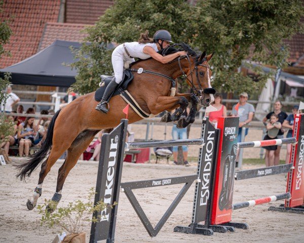 Springpferd Frieda 385 (Oldenburger Springpferd, 2017, von For Cornet)