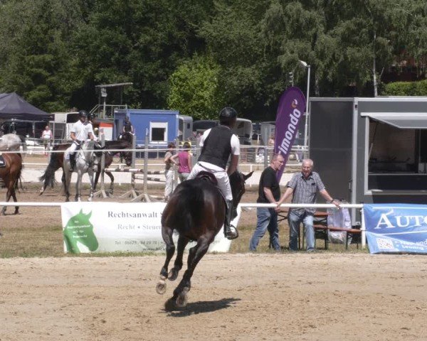 Reitturnier Heiligenwald 2025