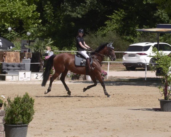 Reitturnier Heiligenwald 2025