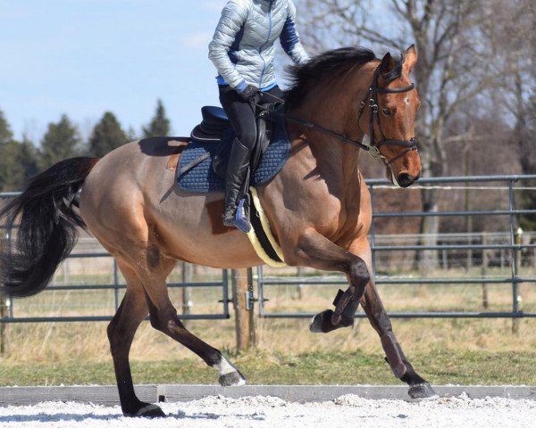 jumper Donata BS (Holsteiner, 2011, from L-Vainqueur)