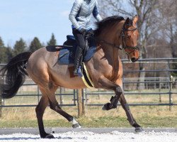 Springpferd Donata BS (Holsteiner, 2011, von L-Vainqueur)