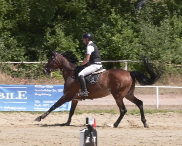 Reitturnier Heiligenwald 2025