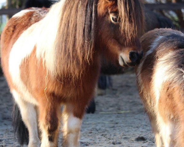 Zuchtstute Fair Lady of Grateful (Shetland Pony (unter 87 cm), 2004, von Flipper v.d. Armenhof)