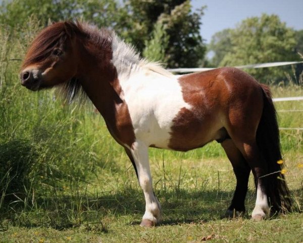 Deckhengst Inarion von der Harkrufe (Shetland Pony (unter 87 cm), 2013, von Isonzo vom Soestblick)