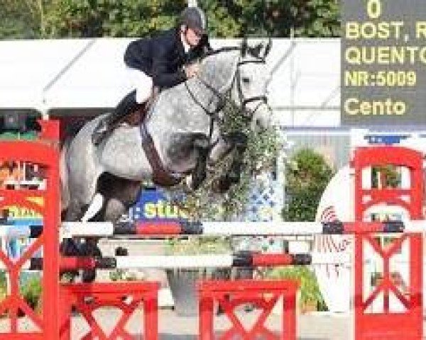 stallion Quento Sange (Selle Français, 2004, from Cento)