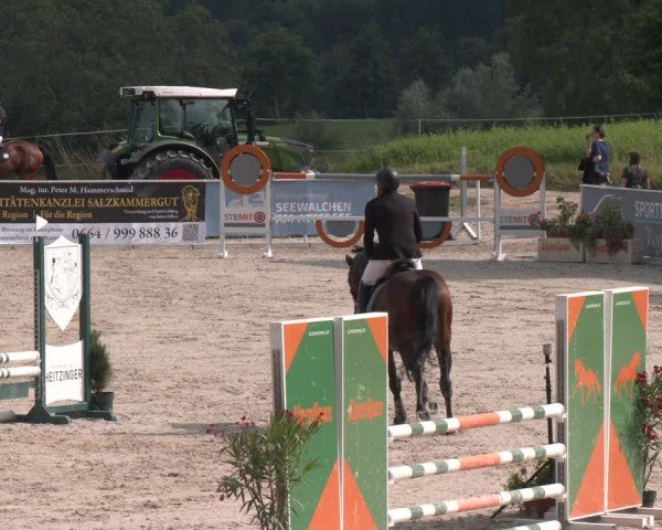 Springturnier Seewalchen 2025