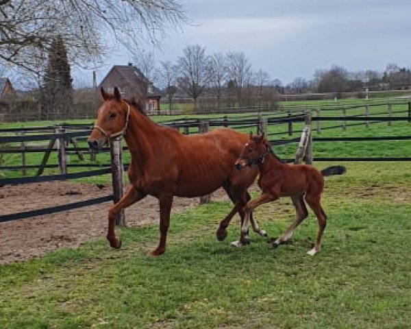 broodmare Qaskiya H (Rhinelander, 2014, from Quattro B)