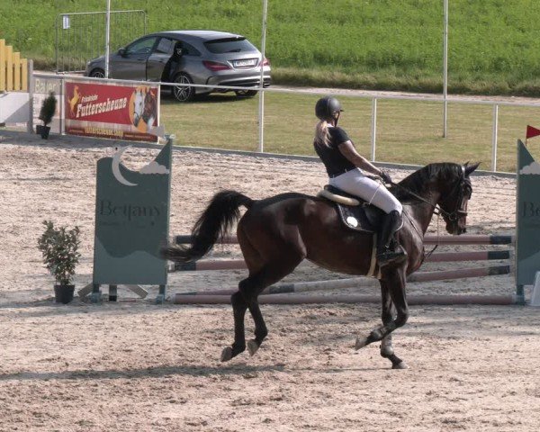 Springturnier Seewalchen 2025