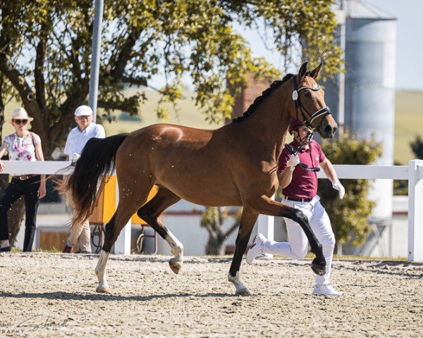 horse Pearl-Deluxe (German Sport Horse, 2022, from So Perfect)