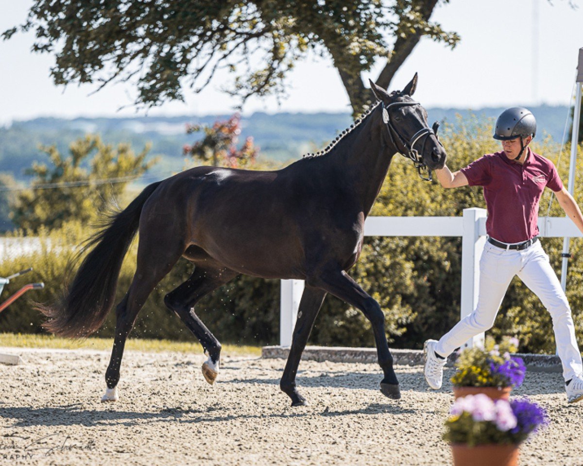 broodmare Piuma (German Sport Horse, 2022, from Fair Deal)