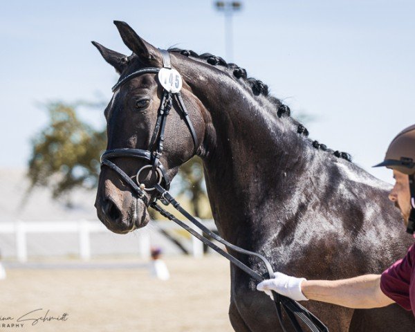 Zuchtstute Valentina WLP (Deutsches Sportpferd, 2022, von Moreno)