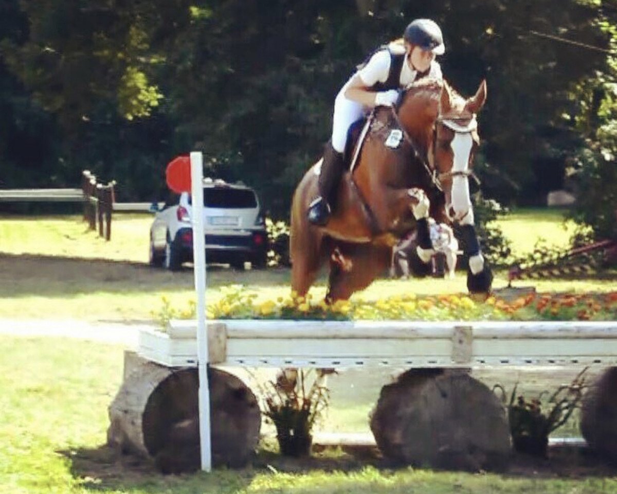 Dressurpferd Rayhana (Deutsches Sportpferd, 2004, von Regent)
