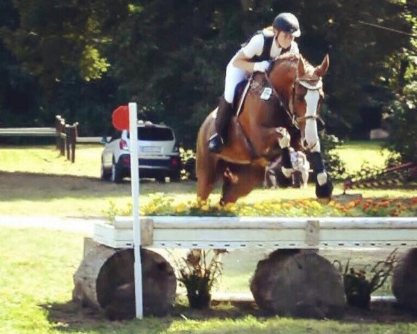 Dressurpferd Rayhana (Deutsches Sportpferd, 2004, von Regent) Dressurpferd Rayhana (Deutsches Sportpferd, 2004, von Regent)