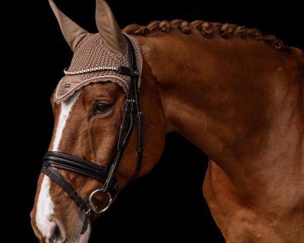jumper Lennox Louis 10 (Westphalian, 2003, from Lord Sinclair II)