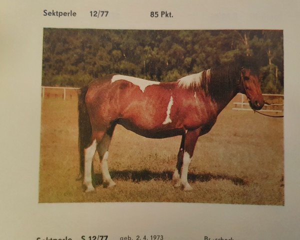 broodmare Sektperle (Lewitzer, 1973, from Sekt)