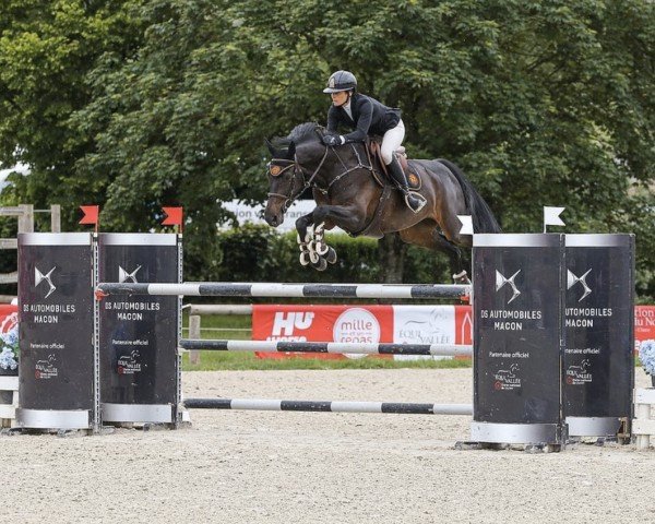 jumper Ionella Il Mondo Z (Zangersheide riding horse, 2016, from I'm Special de Muze) jumper Ionella Il Mondo Z (Zangersheide riding horse, 2016, from I'm Special de Muze)
