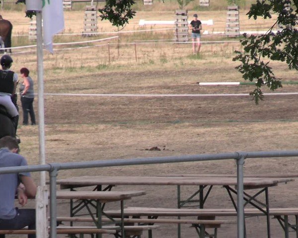 Reitturnier Niederwerbig 2025