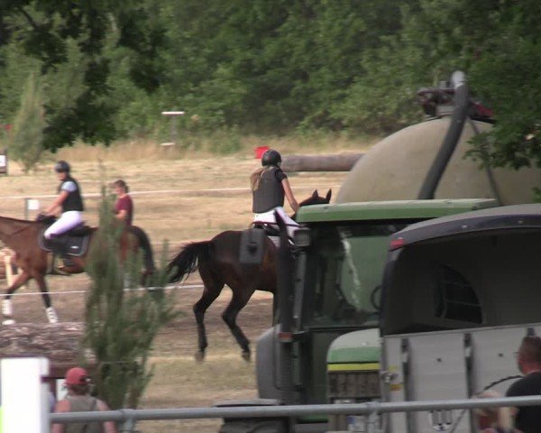 Reitturnier Niederwerbig 2025