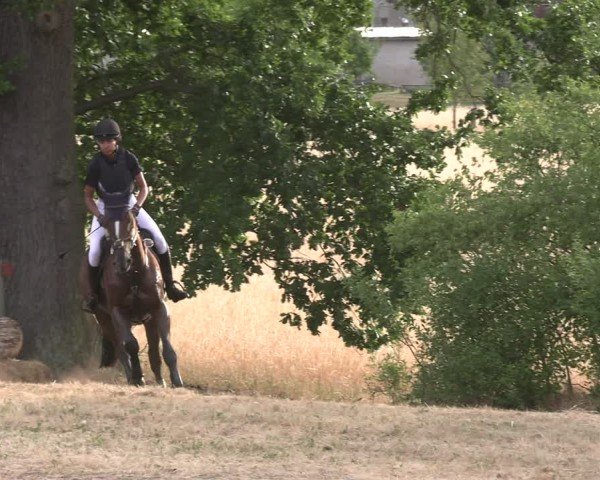 Reitturnier Niederwerbig 2025