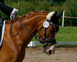 dressage horse Sunrise 146 (unknown, 2008)