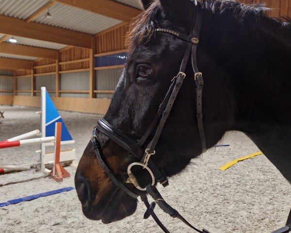 jumper Copin's Girl (Oldenburg show jumper, 2018, from Copin van de Broy)