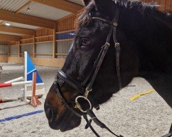 Springpferd Copin's Girl (Oldenburger Springpferd, 2018, von Hh Copin van de Broy)