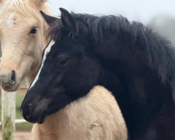 horse Dark Delight (German Riding Pony, 2024, from Dark Dornik)
