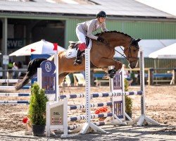 jumper Playboy H (anglo european sporthorse, 2020)