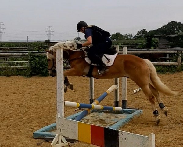 dressage horse Nadun 2 (Haflinger, 2015)