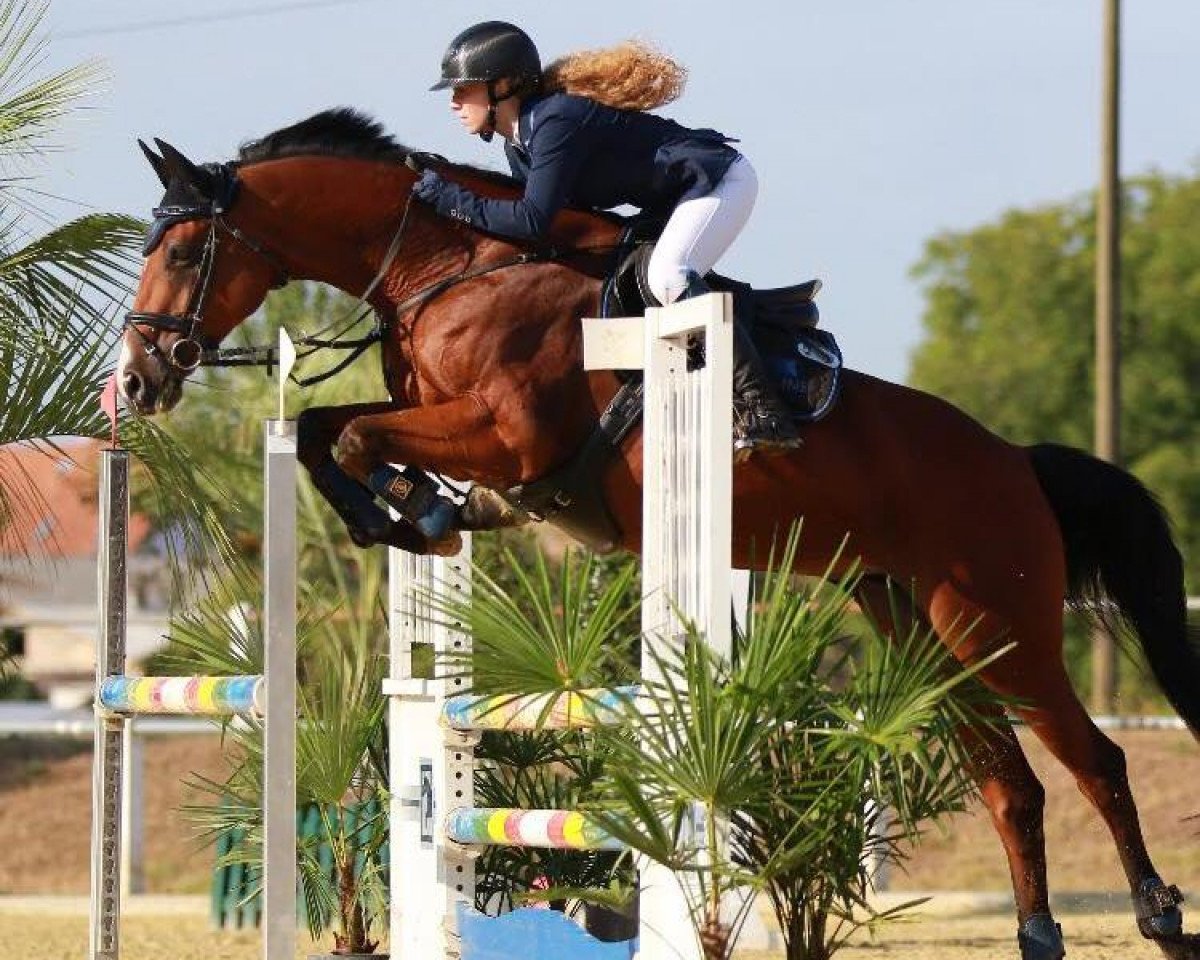 jumper Linta S (Hanoverian, 2008, from Hh Linton)