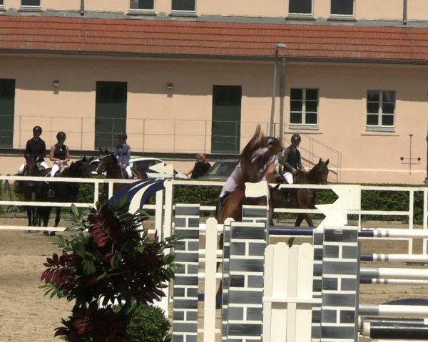 Reitturnier Neustadt/Dosse 2025