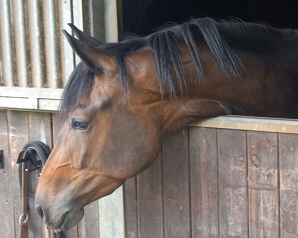 horse Hazel von Harzbeck (Trakehner, 2022, from Gaspard 10)