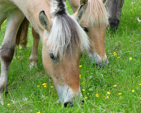 broodmare Hope (Fjord Horse, 2013, from Kelvin)