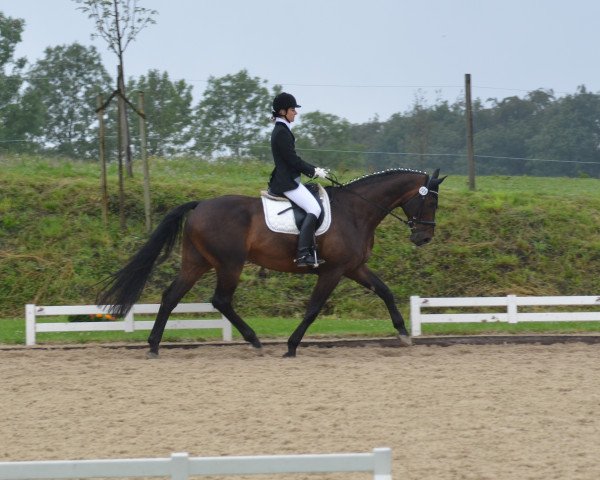 Pferd Sir Henry 198 (Oldenburger, 2002, von Santander H)
