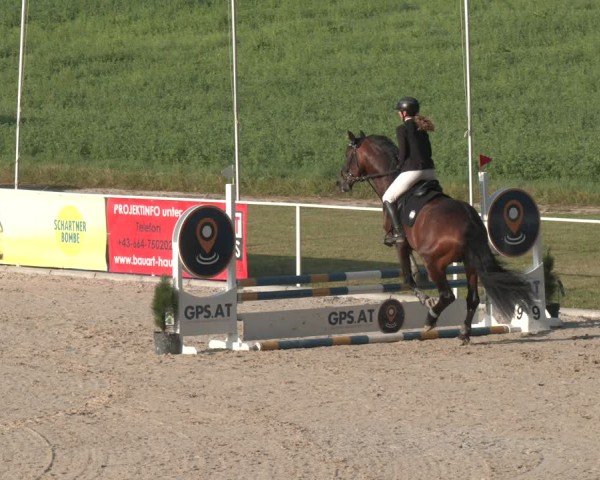 Springturnier Seewalchen 2025