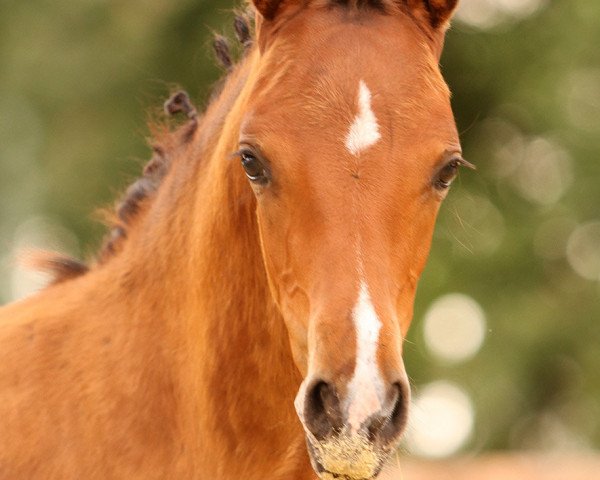 horse Der kleine Deubel (German Riding Pony, 2020, from Designed in Black AT)