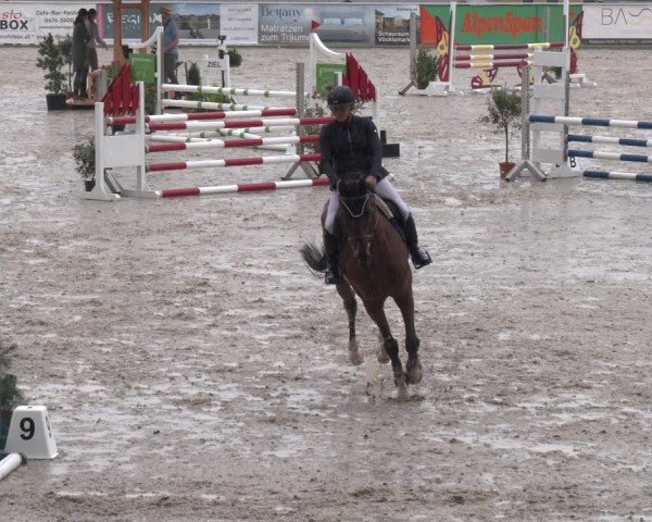 Springturnier Seewalchen 2025