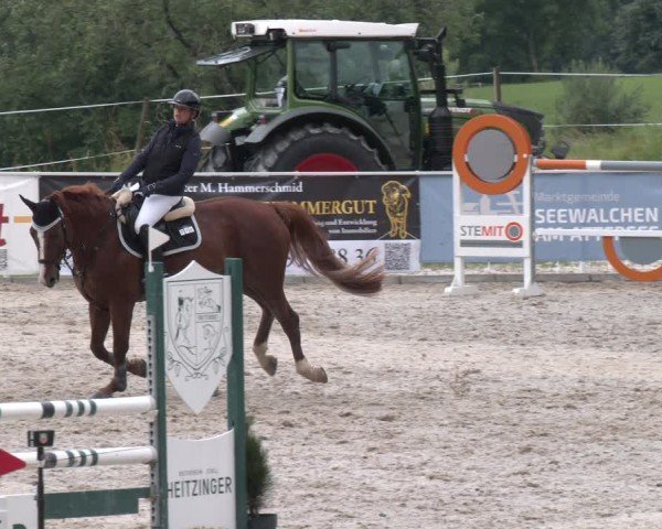 Springturnier Seewalchen 2025