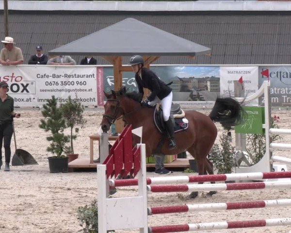 Springturnier Seewalchen 2025